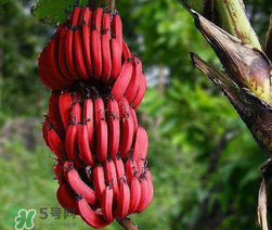 >红香蕉多少钱一斤？南洋红香蕉多少钱一斤？