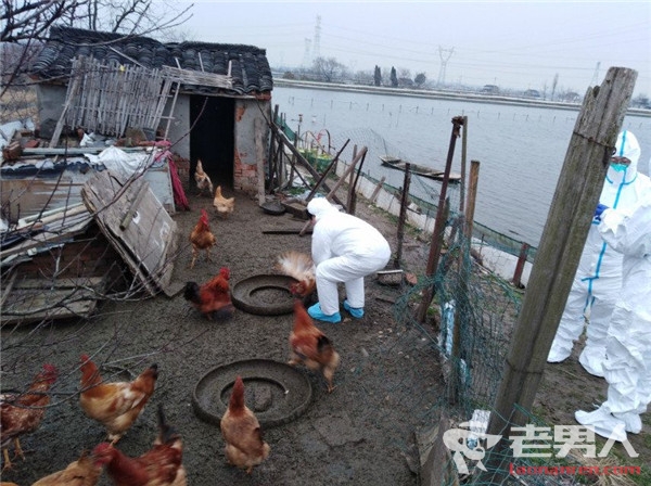 江苏发现禽流感病例 证实H7N4病毒可致人类感染