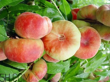 >蟠桃的营养价值有哪些？蟠桃的吃法有哪些？