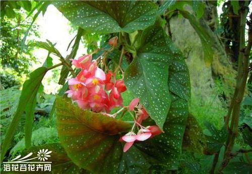 竹节秋海棠组织培养及快速繁殖
