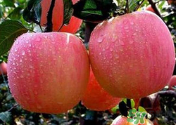 苹果核有毒吗？苹果核发霉了能吃吗？