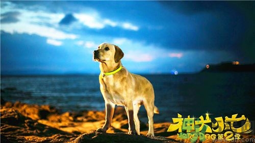 神犬小七是什么狗?神犬小七是什么品种