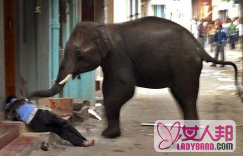 太恐怖！动物园经理被大象踩死 视频曝光目击者被吓晕