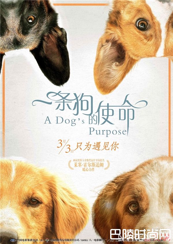 一条狗的使命电影上映日期 一条狗的使命导演个人资料忠犬八公的故事简介和评价
