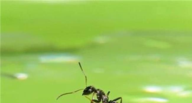 【家里有飞蚂蚁的原因】飞蚂蚁倡议环保守护地球行动 助力熄灯一小时