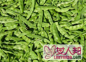 >菜豆植物形态 生长特征和主要类型