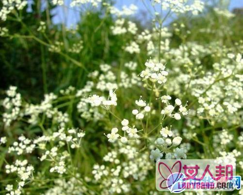 【防风花的功效与作用】中药防风花的功效与作用_防风花的用法用量和禁忌注意