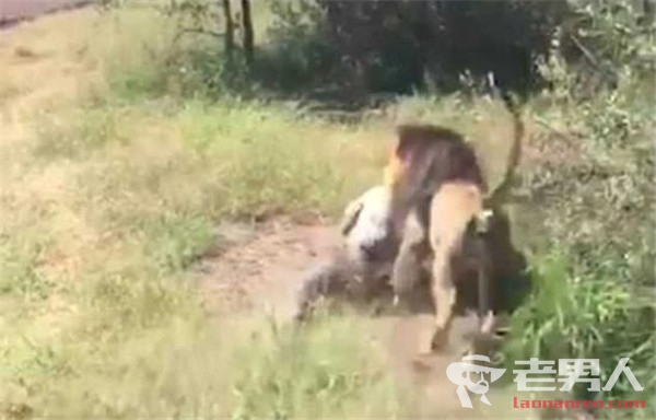 南非野生动物园园主遭雄狮追逐袭击 场面惊心动魄