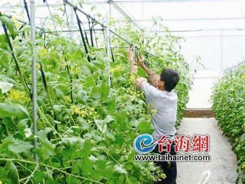 台湾“神农”到福建种西红柿亩产2万斤