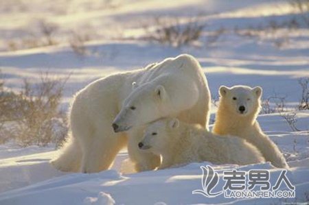 >研究称污染影响北极熊繁衍:公熊生殖器受危害