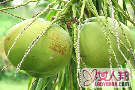 椰子的产地/生长环境和品种