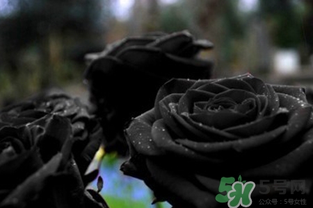 >黑玫瑰代表什么意思？黑玫瑰花语的含义
