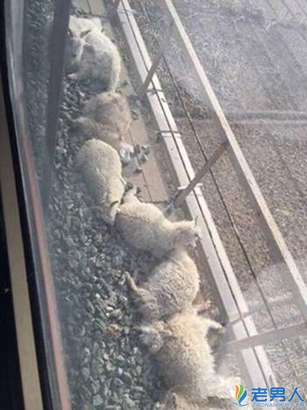 百只羊跑上铁轨遭火车碾压致死90头 谁来负责