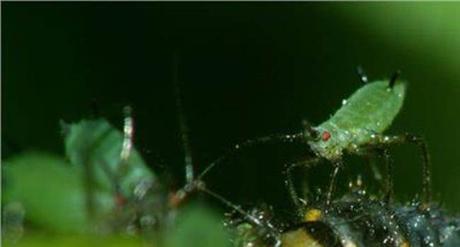 >【蚜虫对人体有害处吗】吃了蚜虫对人体有害吗
