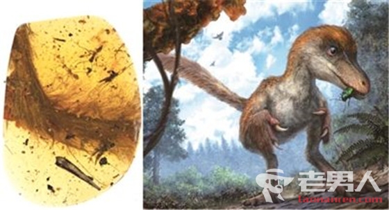 中外科学家发现最完整琥珀古鸟 距今约一亿年