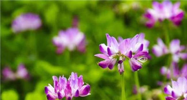 紫云英种子多少钱一斤