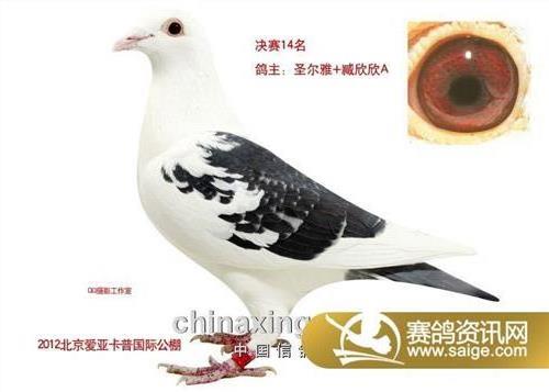 >【关志江鸽子血统】北京爱亚卡普500公里成绩指定鸽清单