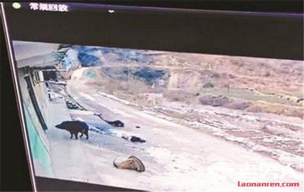 陕西野猪行凶被毙 攻击村民致1死1伤