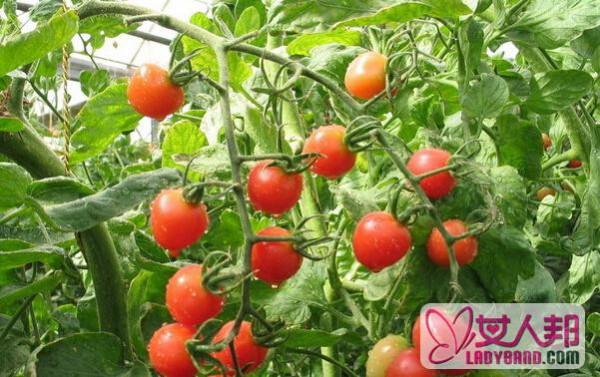 >什么是番茄保鲜术 番茄保鲜术的功效与作用