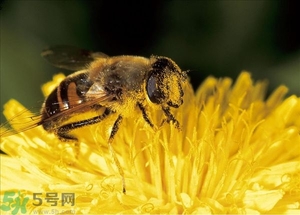 蜂蜜放久了有酒味是怎么回事？蜂蜜有酒味还能喝吗？