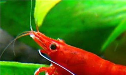 极火虾能长多大 水草缸的绝配极火虾