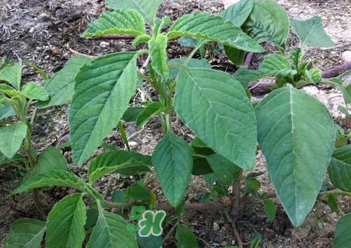 野苋菜孕妇能吃吗？苋菜和野苋菜的区别