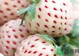 菠萝莓是转基因食品吗?菠萝莓是草莓和菠萝杂交的吗?