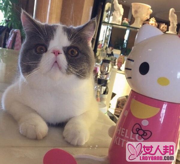 李晨含蓄秀恩爱 猫咪一脸无辜的表情：这个锅我不背