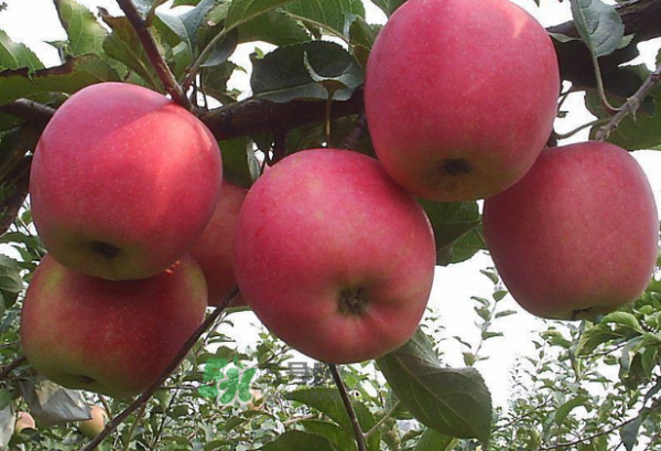 >苹果是什么季节的水果？苹果什么时候吃最好