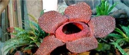 大王花的特点 大王花—— 世界上最大的花