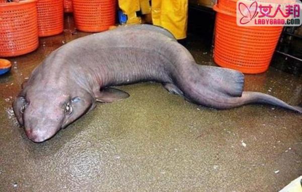 苏格兰海域现怪鲨 非常恐怖已经绝迹十多年