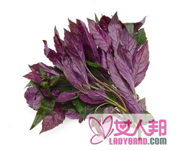 >【紫背天葵的功效】紫背天葵的营养价值_紫背天葵的做法