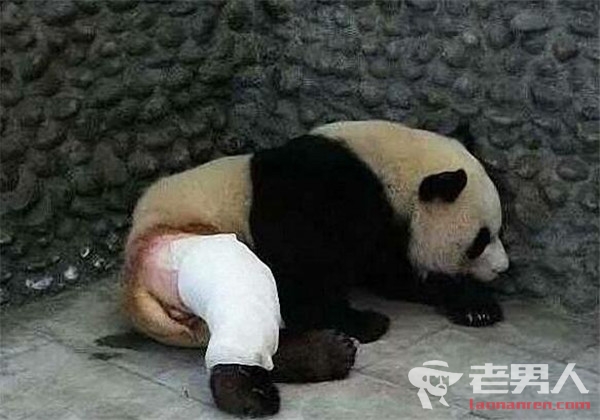 >大熊猫被脱裤子照爆红 起因：因打群架骨折被剃毛