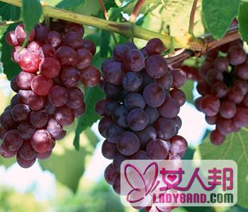 >【孕妇能吃葡萄吗】孕妇可以吃葡萄吗，孕妇吃葡萄的注意事项