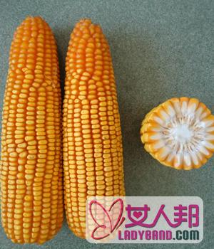 【老玉米】老玉米是什么_老玉米的营养价值