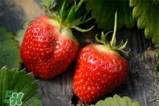 三月份可以种草莓吗？三月份种草莓能结果吗？