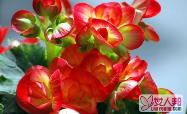 玻璃海棠花的养殖方法教程