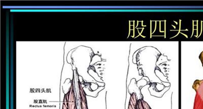 【股四头肌的功能】结构与功能19:股四头肌的结构与功能