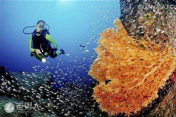 全球十大潜水胜地榜单公布 体验不一样的水下世界