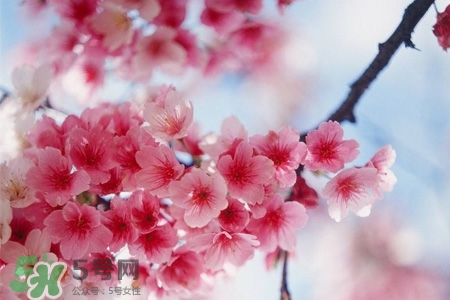 3月初日本的樱花开了吗？2017年日本樱花季预测