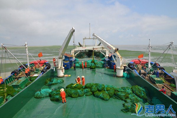 黄海爆发浒苔绿潮 将严重影响海洋生态环境