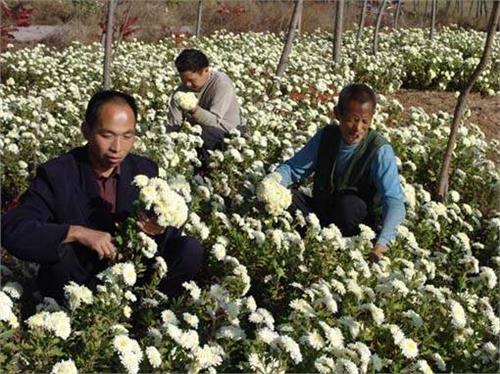 河南渑池县打造国内最大中药材种植示范园