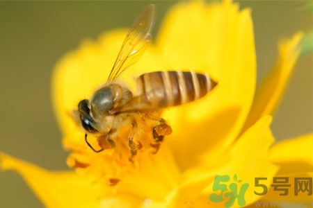 >被蜜蜂螫了有什么表现？被蜜蜂螫了的症状是什么？