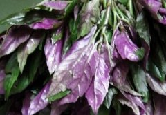 紫背菜药用价值和功效