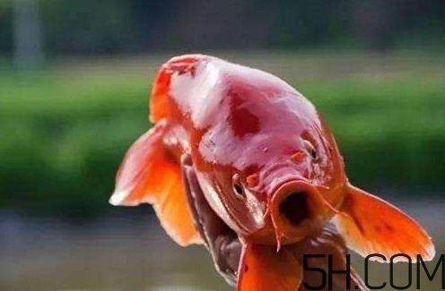 >荷包红鲤鱼多少钱一斤？荷包红鲤鱼能吃吗