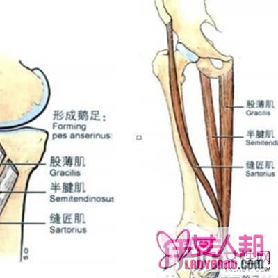 膝盖半月板二级损伤怎么办？ 3个办法让你轻松痊愈