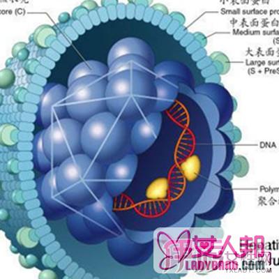 >乙型肝炎表面抗原转阴介绍  饮食应忌辛辣食物