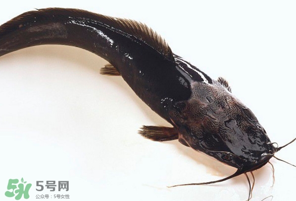 >黑鱼厉害还是鲶鱼厉害？黑鱼是世界上最脏的鱼