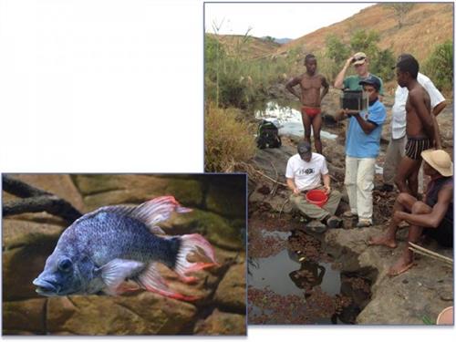 >科拉曼加拉 马达加斯加重新发现丽鱼科曼加拉哈拉慈鲷