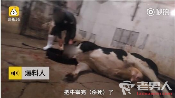 >屠宰场一头牛注水60斤 顾客应如何识别注水肉